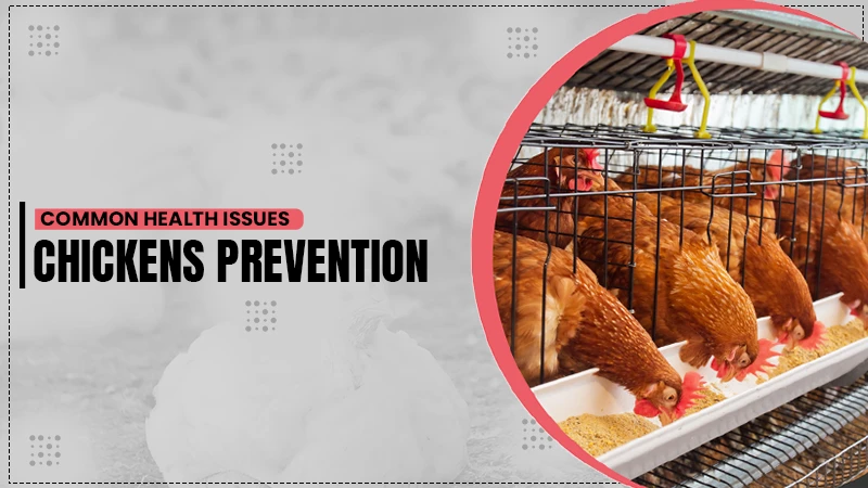 common health issues chickens prevention